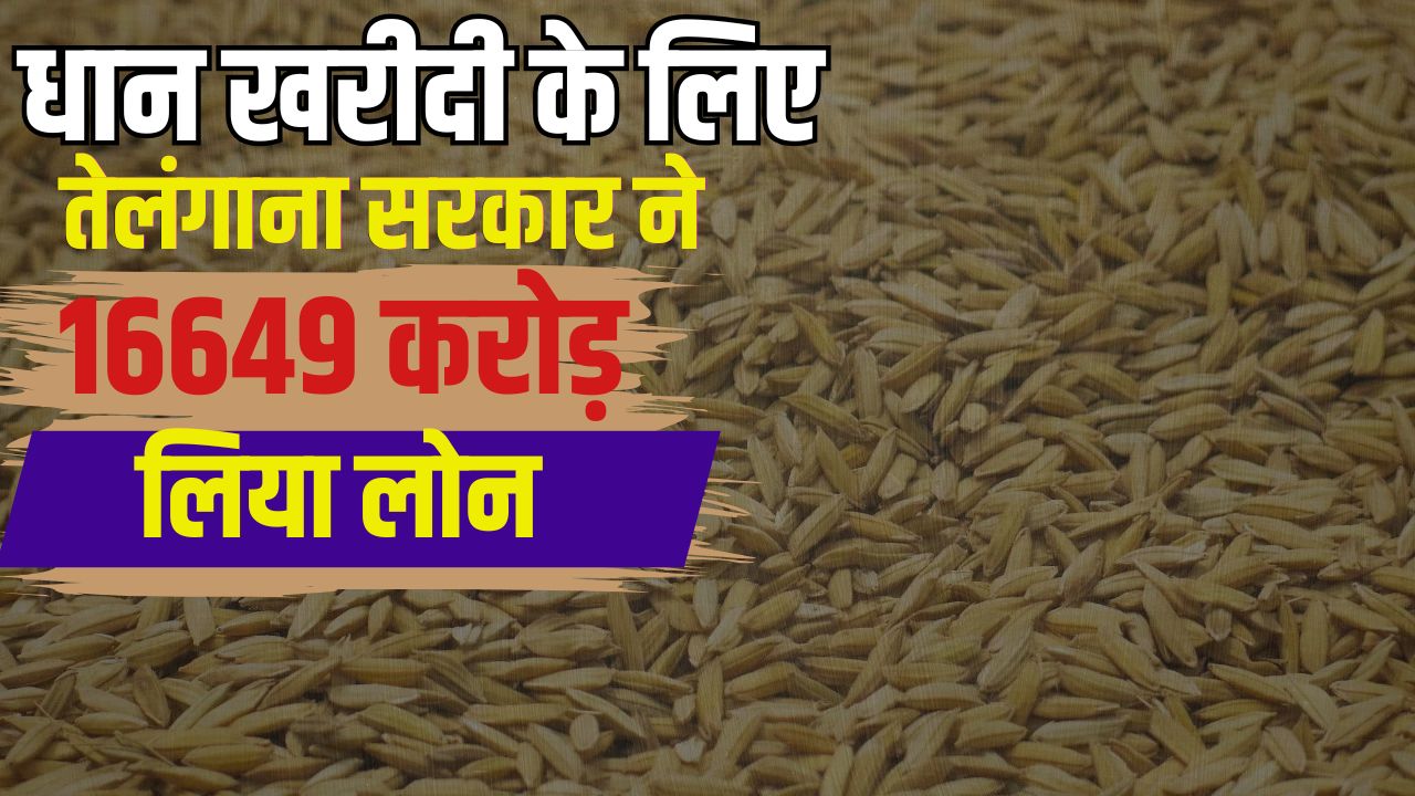 Telangana Paddy Procurement Record Purchase 147 Lakh Tonnes Paddy Paddy Cultivation