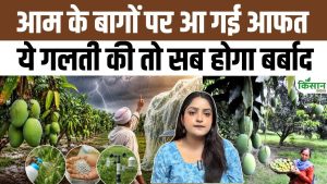 जून में बदला मौसम! आम की फसल को नुकसान से बचाने के लिए तुरंत अपनाएं ये जरूरी उपाय जून में बदला मौसम! आम की फसल को नुकसान से बचाने के लिए तुरंत अपनाएं ये जरूरी उपाय