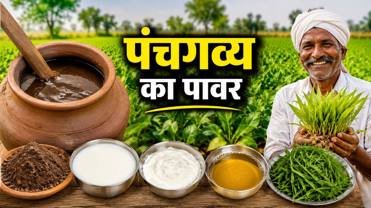 Make Panchgavya Fertilizer With 5 Natural Ingredients And Boost Crop Yield