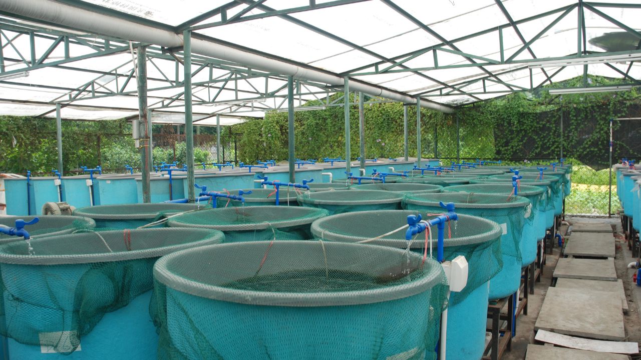 Biofloc Fish Farming Low Cost High Profit 500 Fish Can Boost Farmers Income