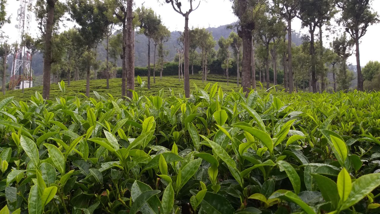 Coonoor Tea Auction 96 Percent Tea Sold Prices Rise On Strong Demand
