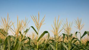 Maize Farming: मक्के की बंपर पैदावार चाहिए? बुआई से पहले जान लें ये 7 जरूरी कृषि टिप्स Maize Farming: मक्के की बंपर पैदावार चाहिए? बुआई से पहले जान लें ये 7 जरूरी कृषि टिप्स