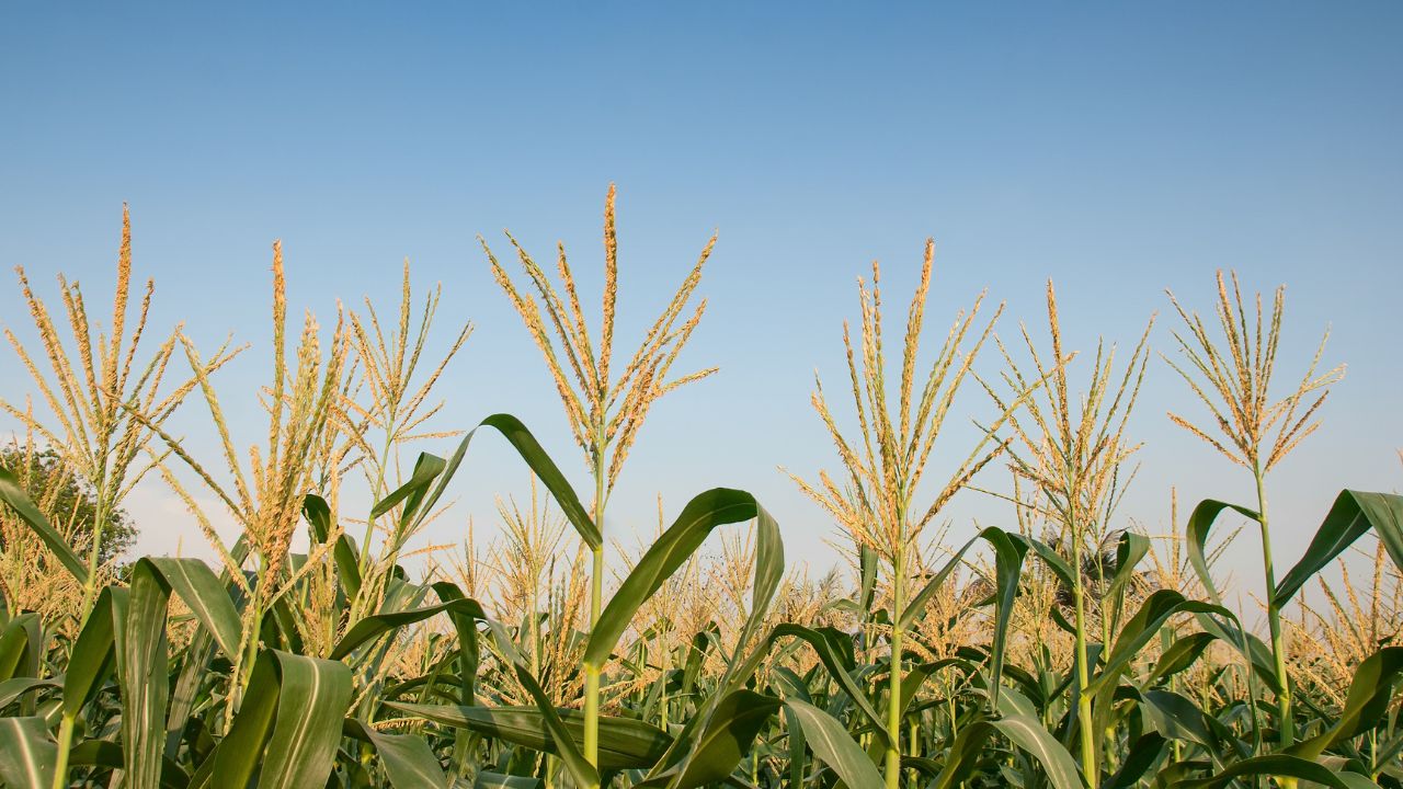 Maize Farming Tips 7 Important Tricks For Bumper Crop Yield