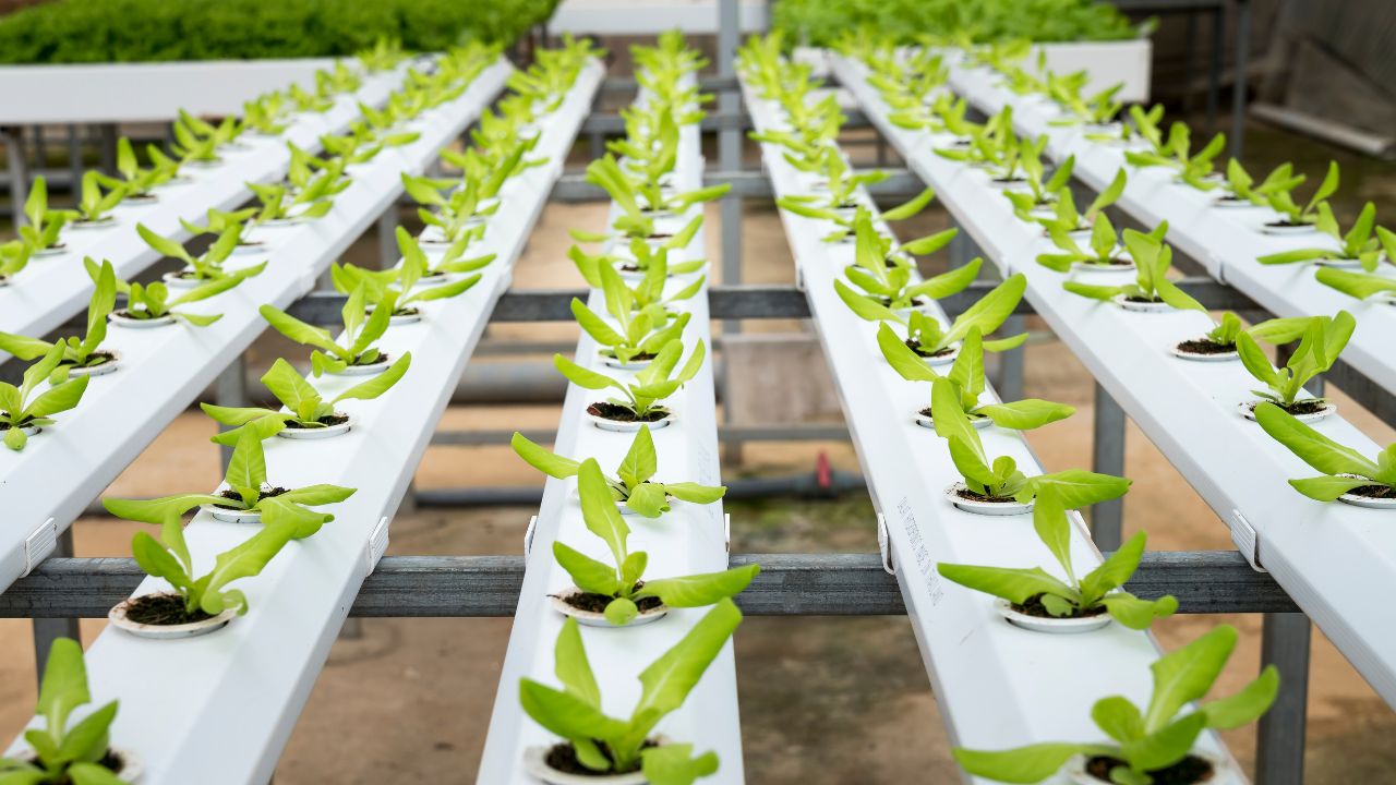 One Rupee Plant Scheme Can Change Farmers Fortune Earn Lakhs Through Horticulture Farming