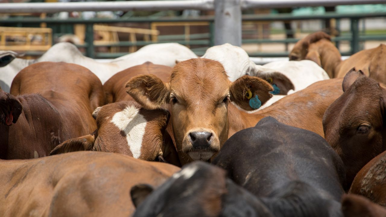 Uttar Pradesh Meerut Urea Poisoning 8 Cattle Dead 4 Critical After Consuming Contaminated Fodder
