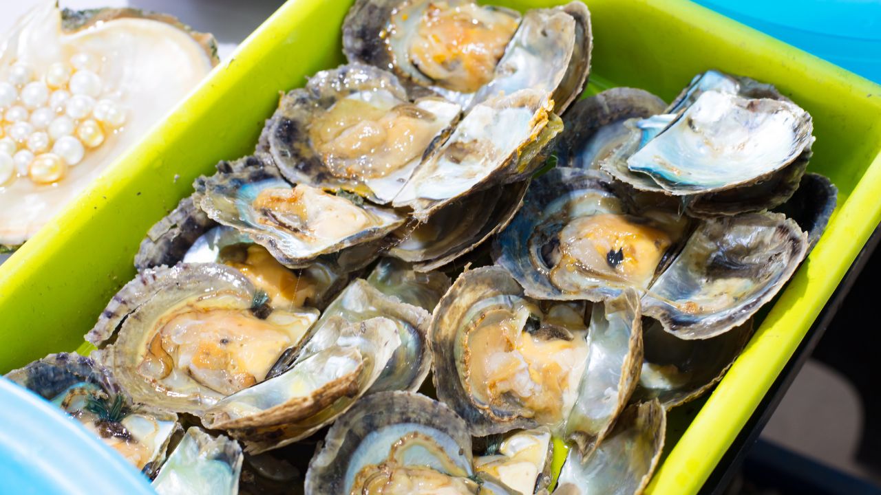 Fish And Pearl Farming Double Income With 60 Percent Subsidy