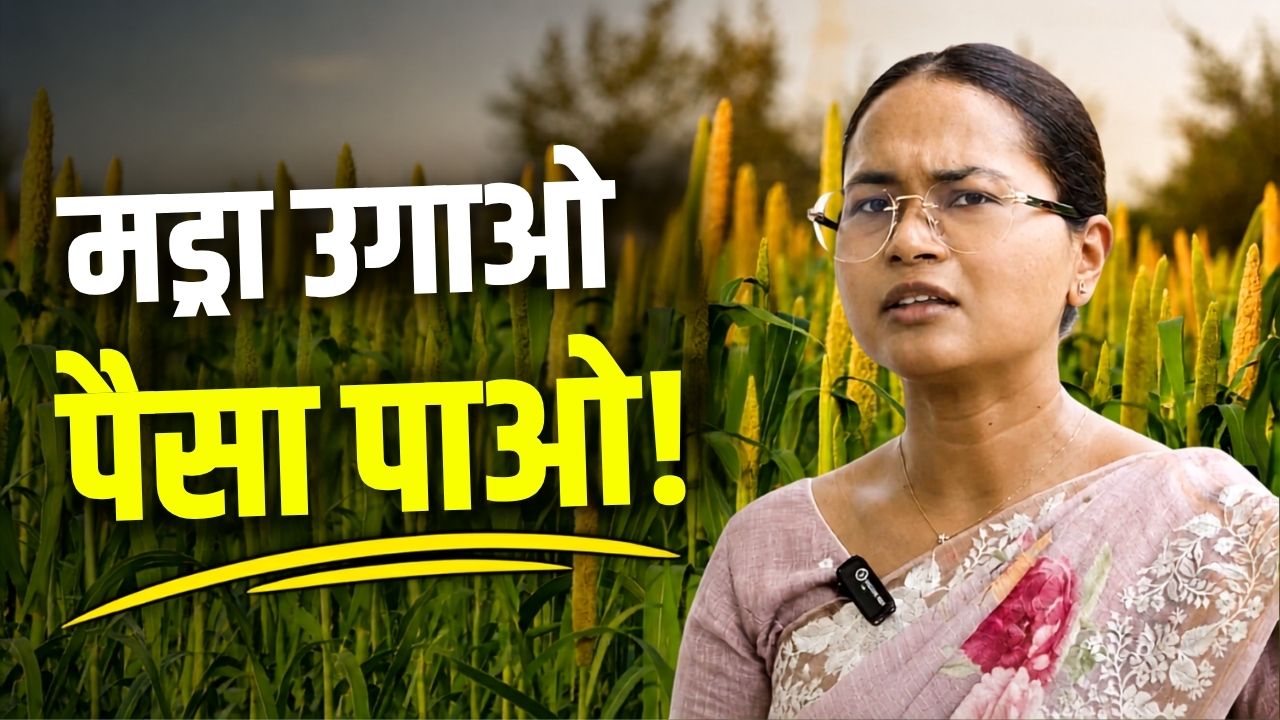 Millet Mission Yojana Rs 3000 Per Acre Incentive For Ragi Farming Shilpi Neha Tirkey