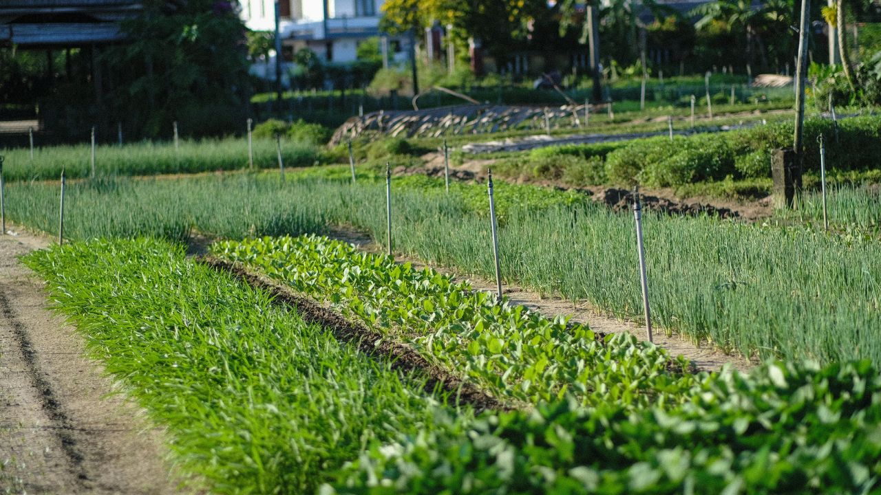 Low Water Crops Farmers Get Rs 15000 Per Acre Under Krishak Unnati Yojana