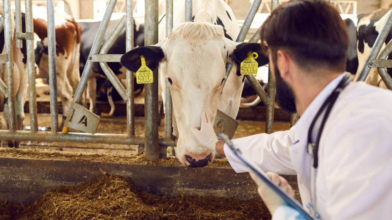 Rainy Season Cow Buffalo Milk Production Increase Easy Animal Care Tips