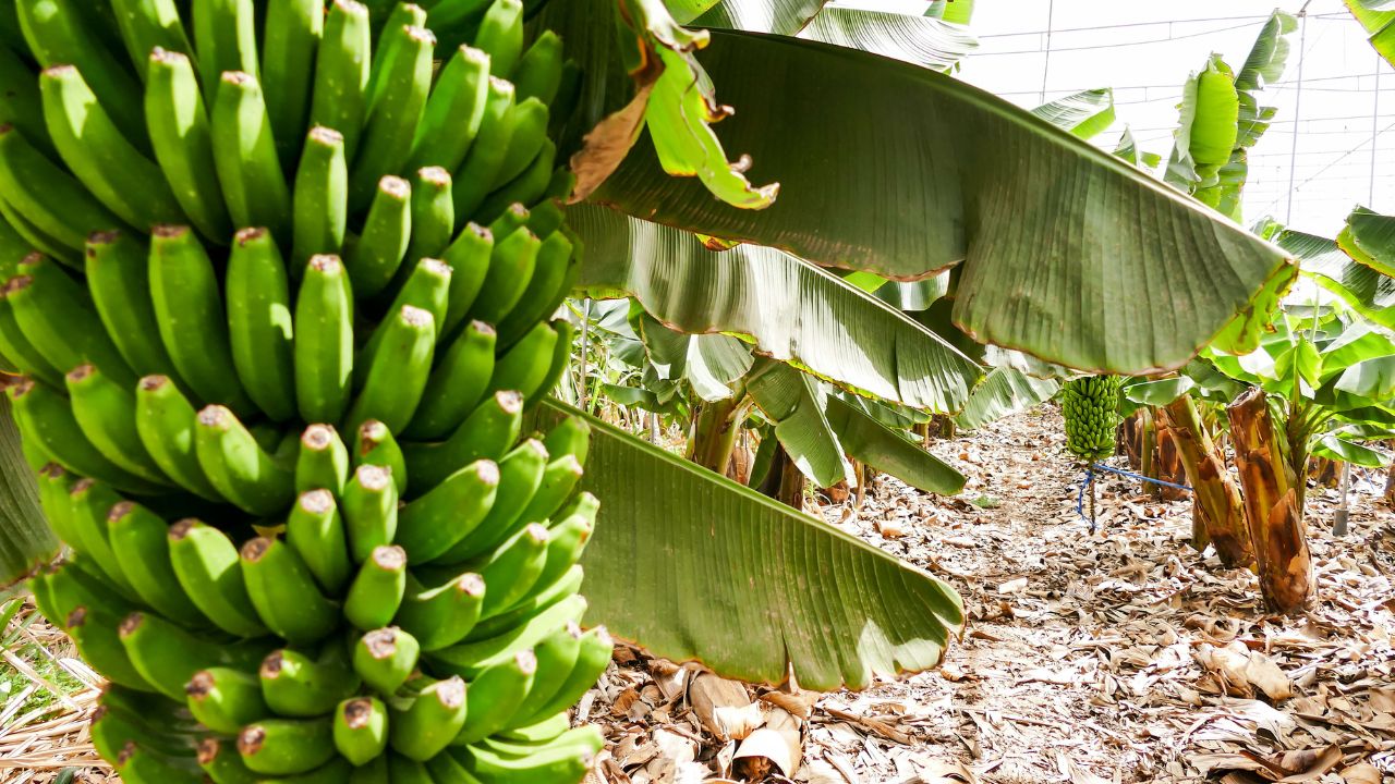 Organic Banana Farming Low Cost High Profit Agriculture Income