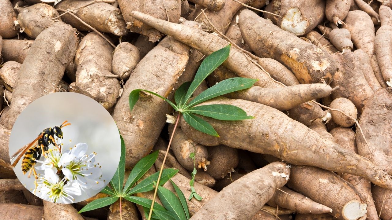 Wasp Control Cassava Mealybug Saves Farmers Rs 286 Crore Pesticide Cost