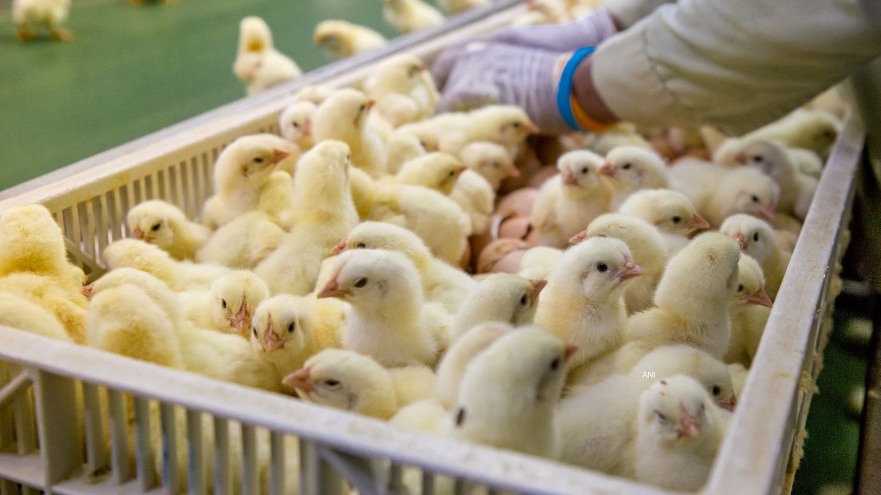 Poultry Farming Business Ready In 40 Days Farmers Earning Good Monthly Profit