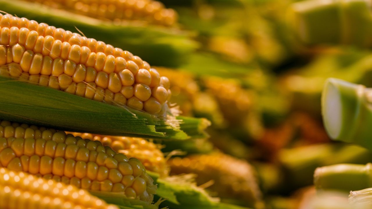 Maize Farmers Troubled By Fertilizer Shortage Use 200 Liter Solution For Stronger Crop