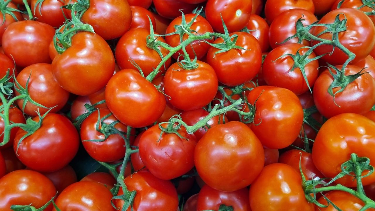 Icar Kashi Aman Tomato Farmers Favorite In 25 States Generates Rs 49 62 Crore Economic Benefit