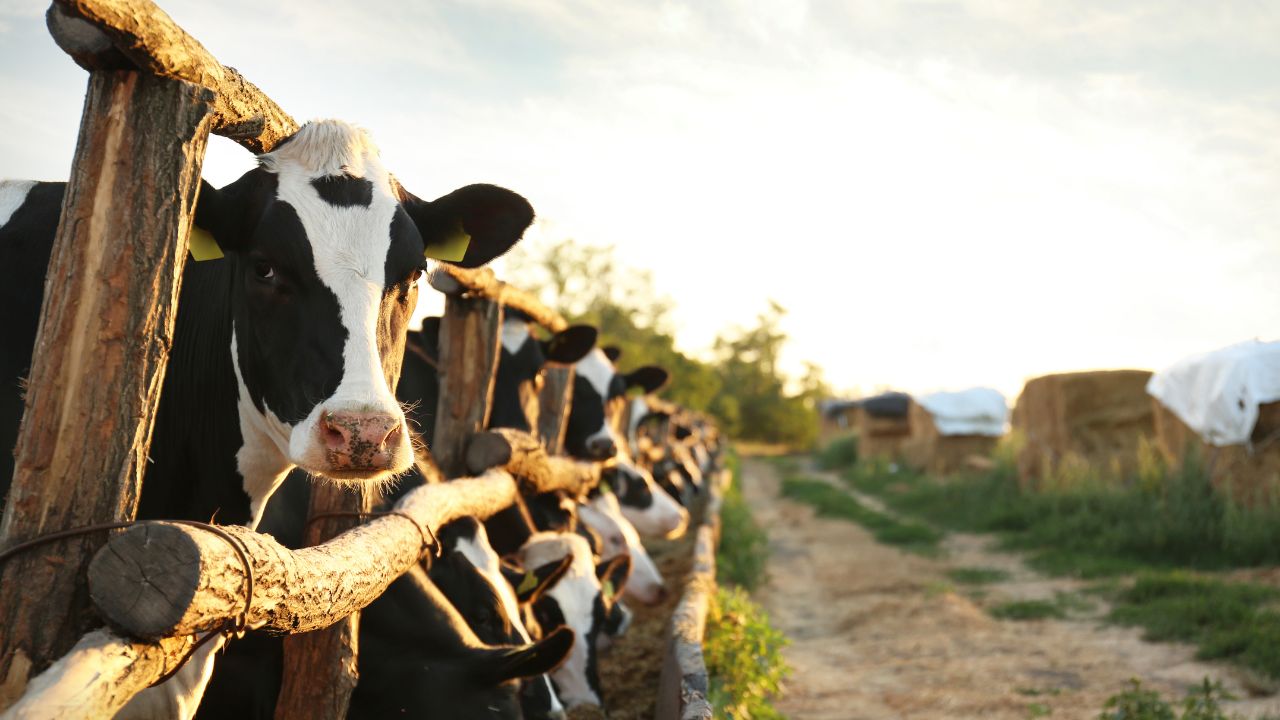 Rainy Season Cattle Foot Care Tips To Prevent Milk Production Loss And Income Reduction