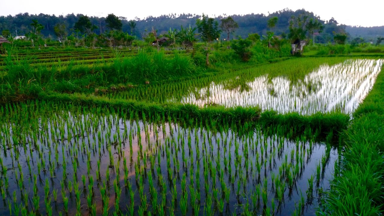 Small Mistake In Paddy Transplanting Can Reduce Yield Know The Right Method