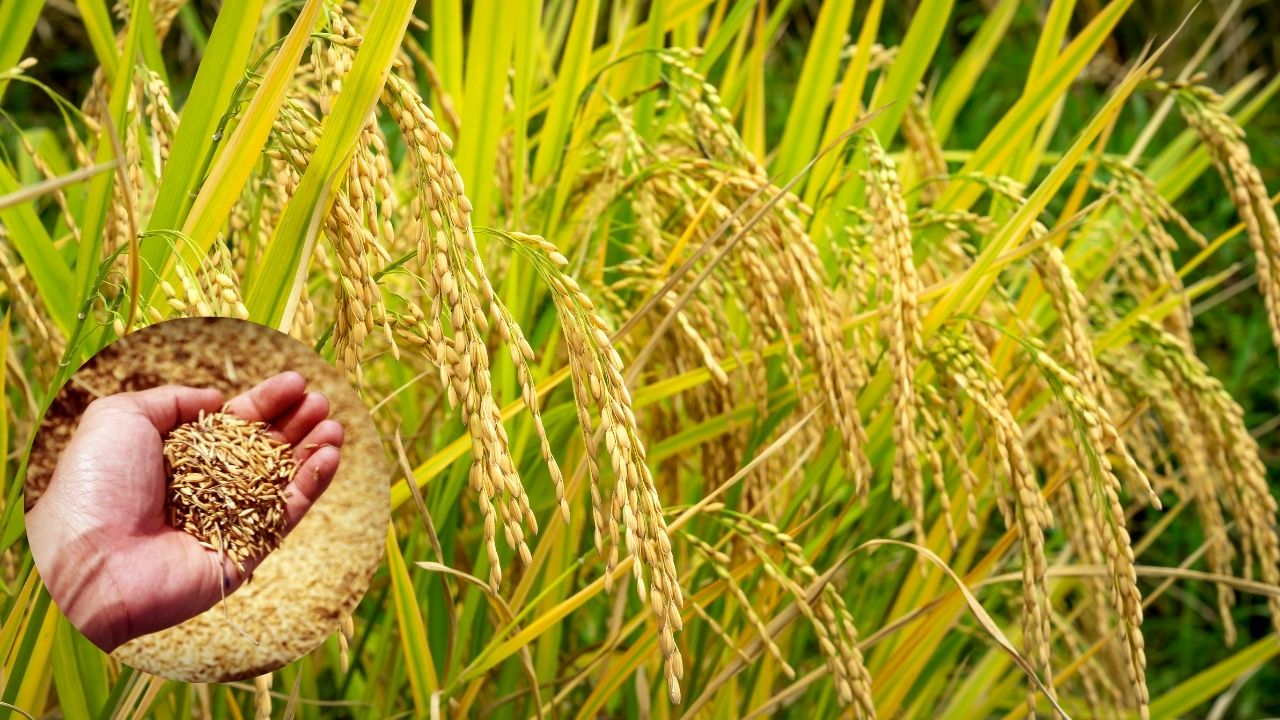 Basmati Rice New Drought Resistant Variety Ready In 135 Days High Yield Crop