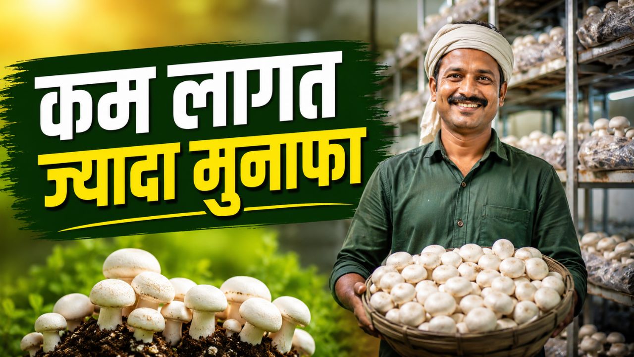 Mushroom Farming Electricity Cost Reduced Bihar Farmers Income Increase News