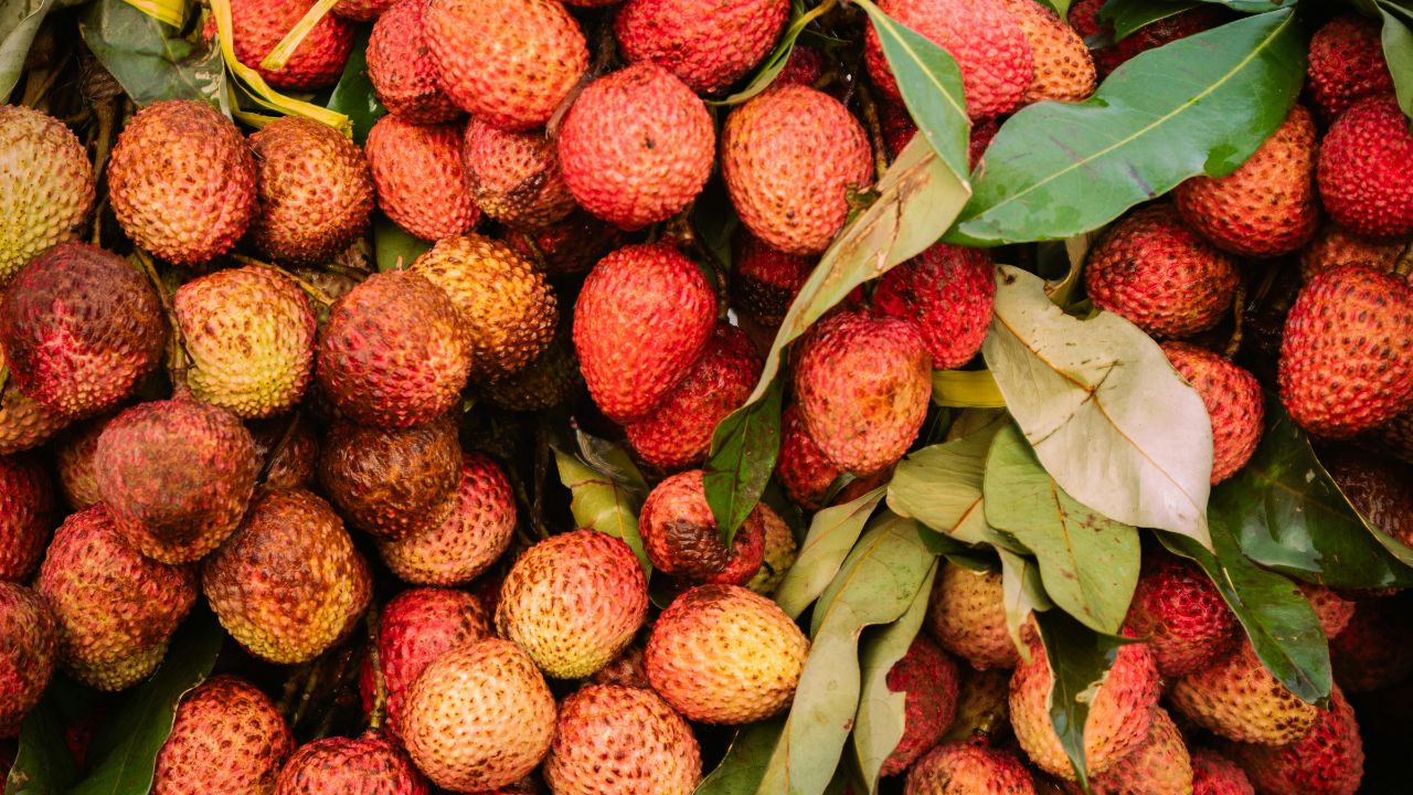 Jammu Kashmir Kathua Records 300 Metric Ton Litchi Production Farmers Earn Rs 200 Per Kg