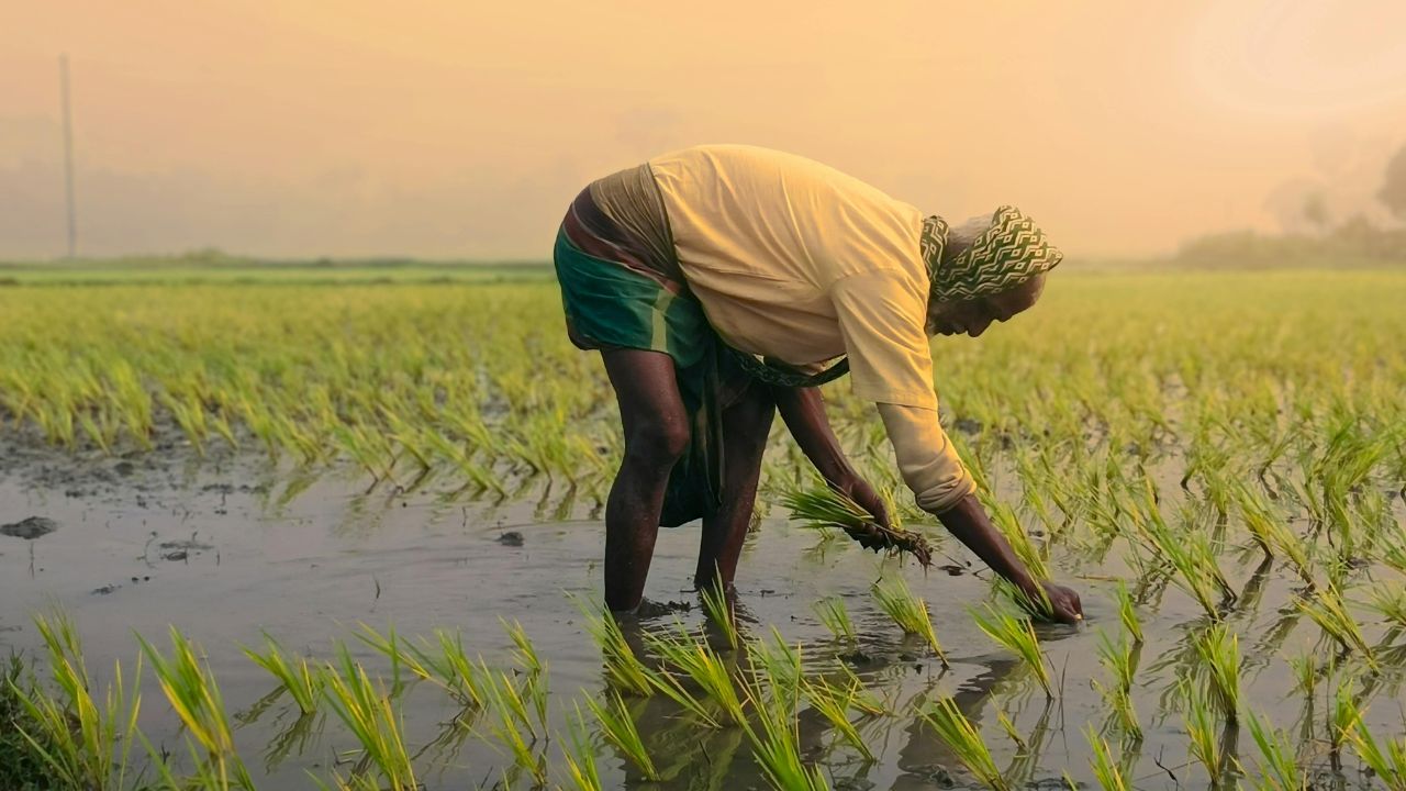Haryana Government Big Gift Kharif 2026 Direct Seeded Rice Scheme Rs 4500 Subsidy