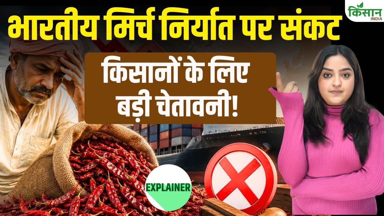 Crisis Looms Over Indian Chilli Exports Calls Ban Intensify Amidst Rising Pesticide Use