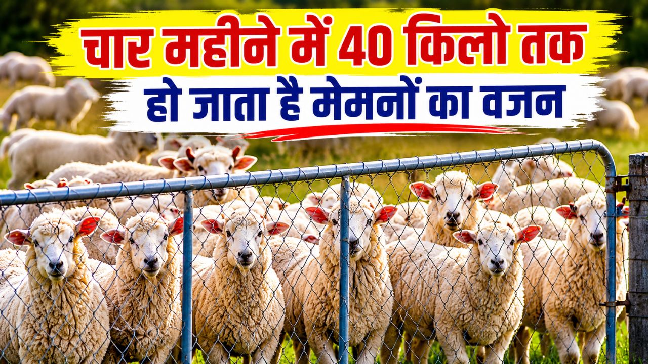 900 Australian Dorper Texel Breed Sheep Arrive Jammu And Kashmir Mutton Production Increase