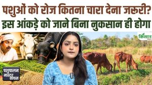 Animal Husbandry Tips: पशुपालकों के लिए महाअलर्ट! ज्यादा हरा चारा खिलाया तो सीधे घट जाएगा दूध