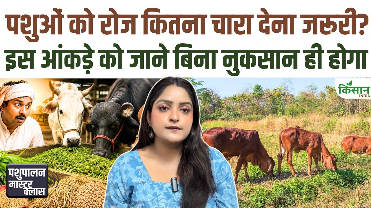 Animal Husbandry Tips Major Alert For Livestock Farmers Feeding Excessive Green Fodder Will Lead To A Direct Drop In Milk Production