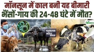 मॉनसून में पशुओं पर बढ़ा बीमारी का खतरा! ये 5 लक्षण दिखें तो तुरंत सतर्क हो जाएं