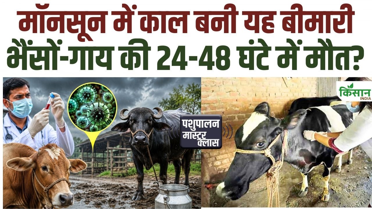 Increased Risk Disease In Livestock During Monsoon Stay Alert Immediately If You Notice These 5 Symptoms