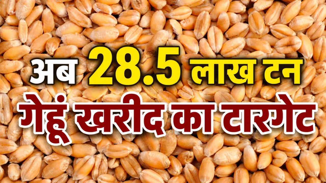 Rajasthan Government Extends Wheat Procurement Date Till 19 June