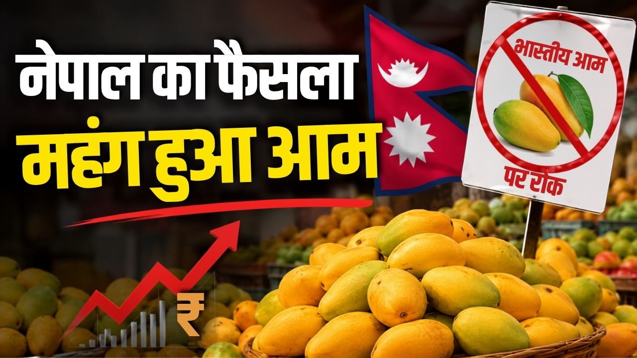 Nepal Bans Indian Mangoes Market Concern Over Rising Fruit Prices