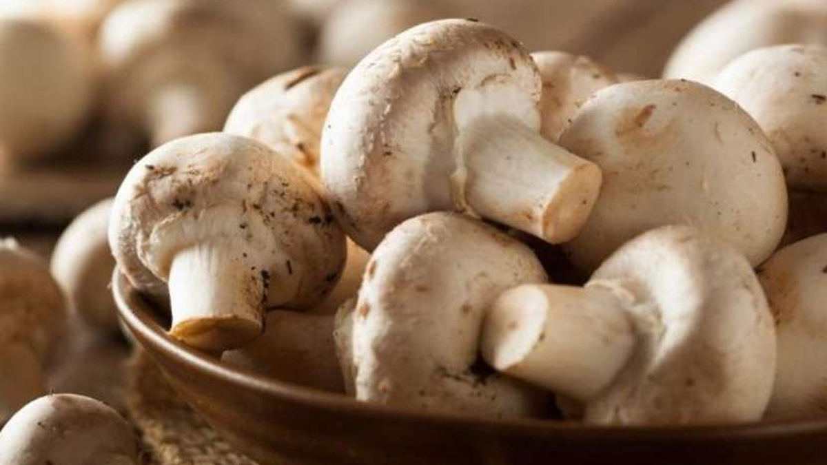 Mushroom