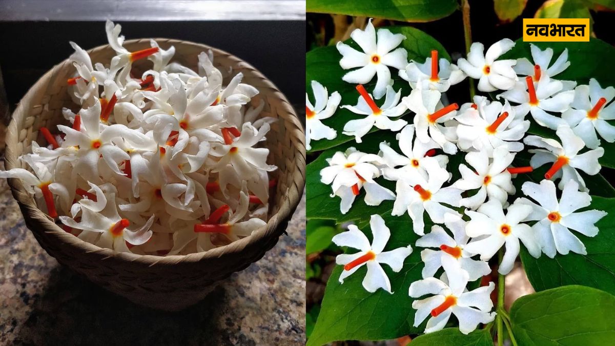 Night-flowering Jasmine, Health