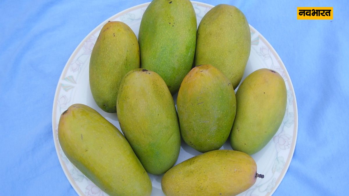 Mango Naam, Lifestyle, Dashari Mango