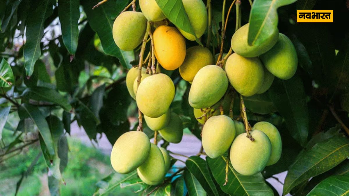 Kesar Mango, Mango Naam, Lifestyle 