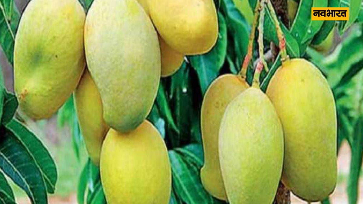 Mango Naam, Lifestyle 
