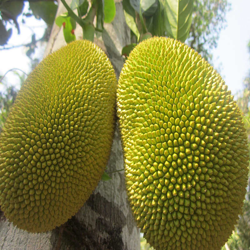 Jack Fruit 2