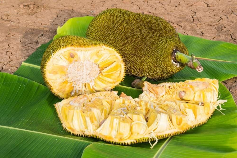 Jack Fruit 4
