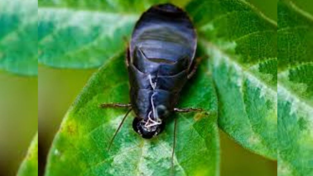 cockroach milk