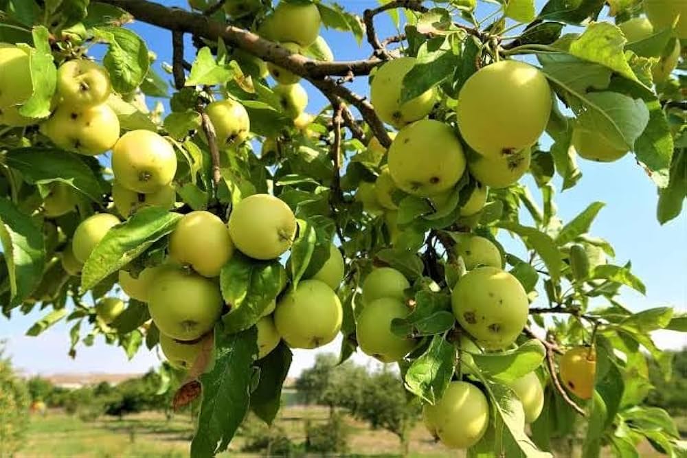 green apple benefits 4