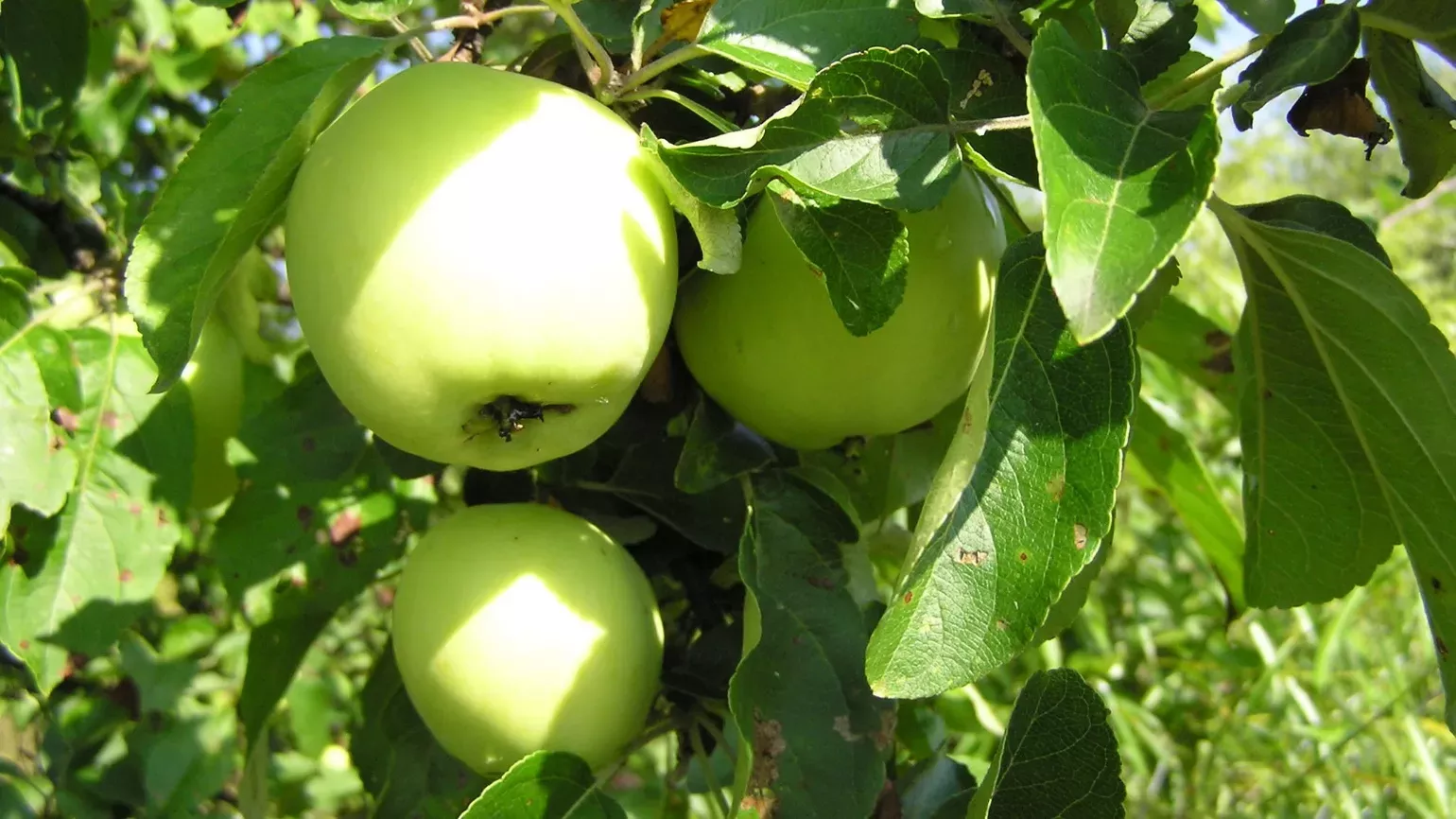 green apple benefits 9