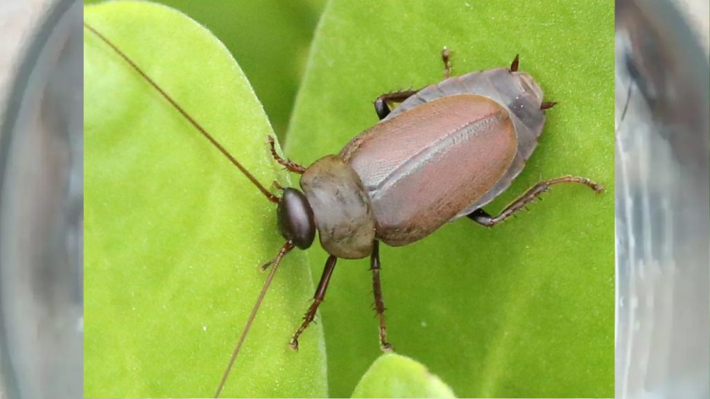 high protein in cockroach milk
