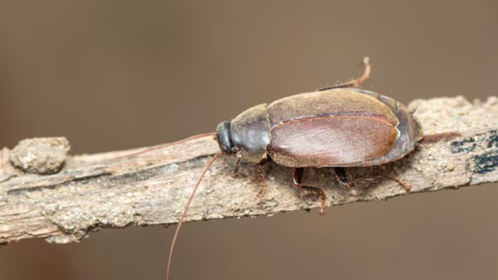 high protein in pacific beetle cockroach milk