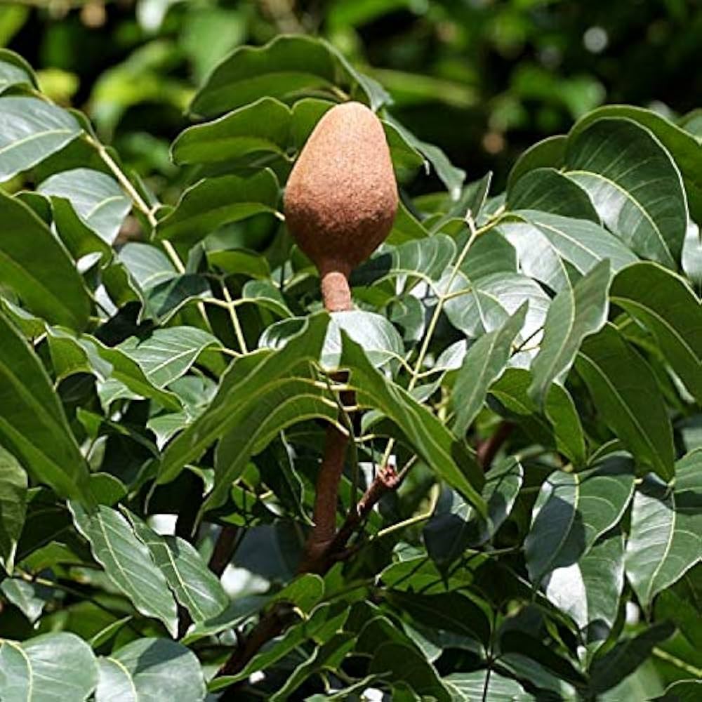 Sky Fruit 1