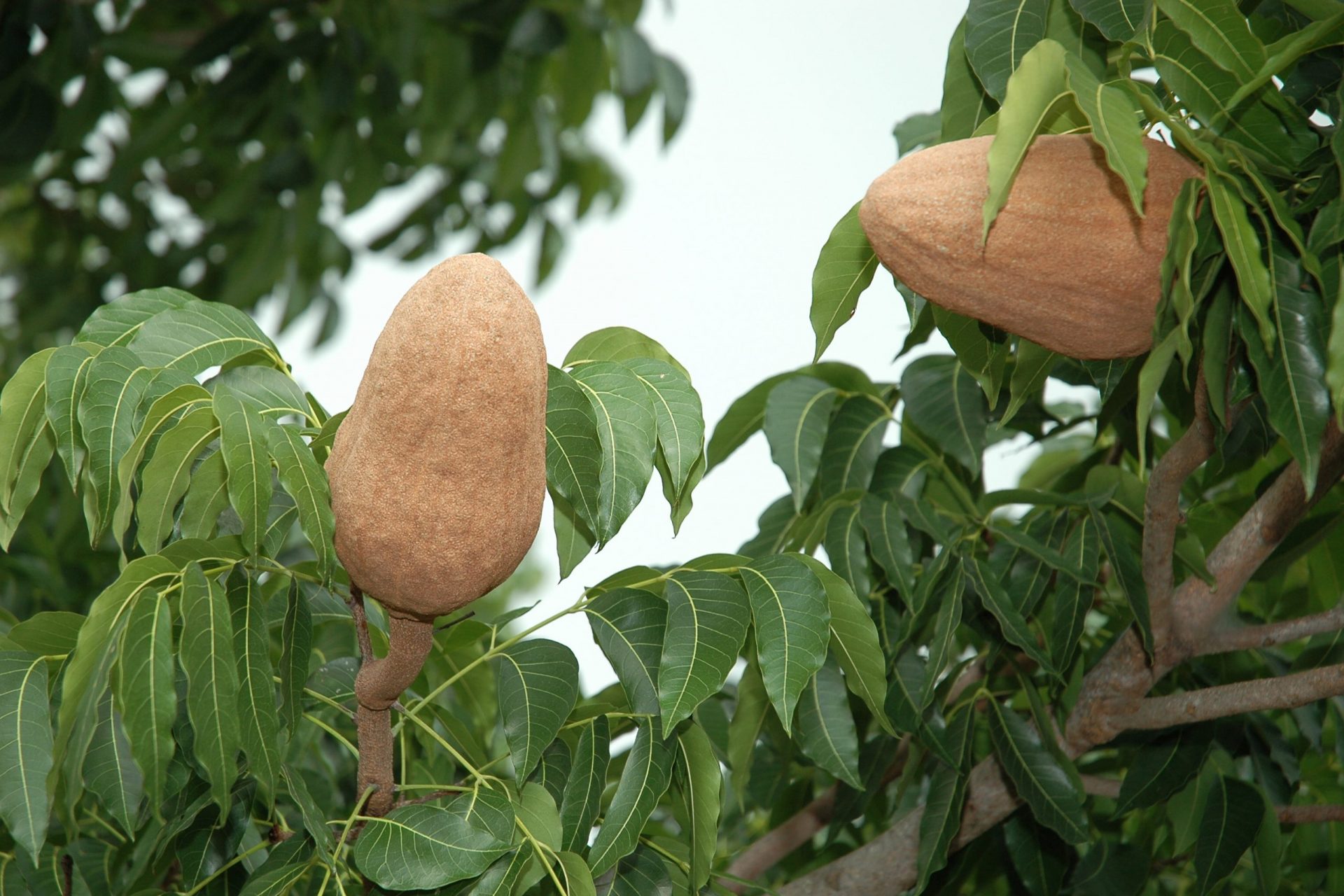 Sky Fruit