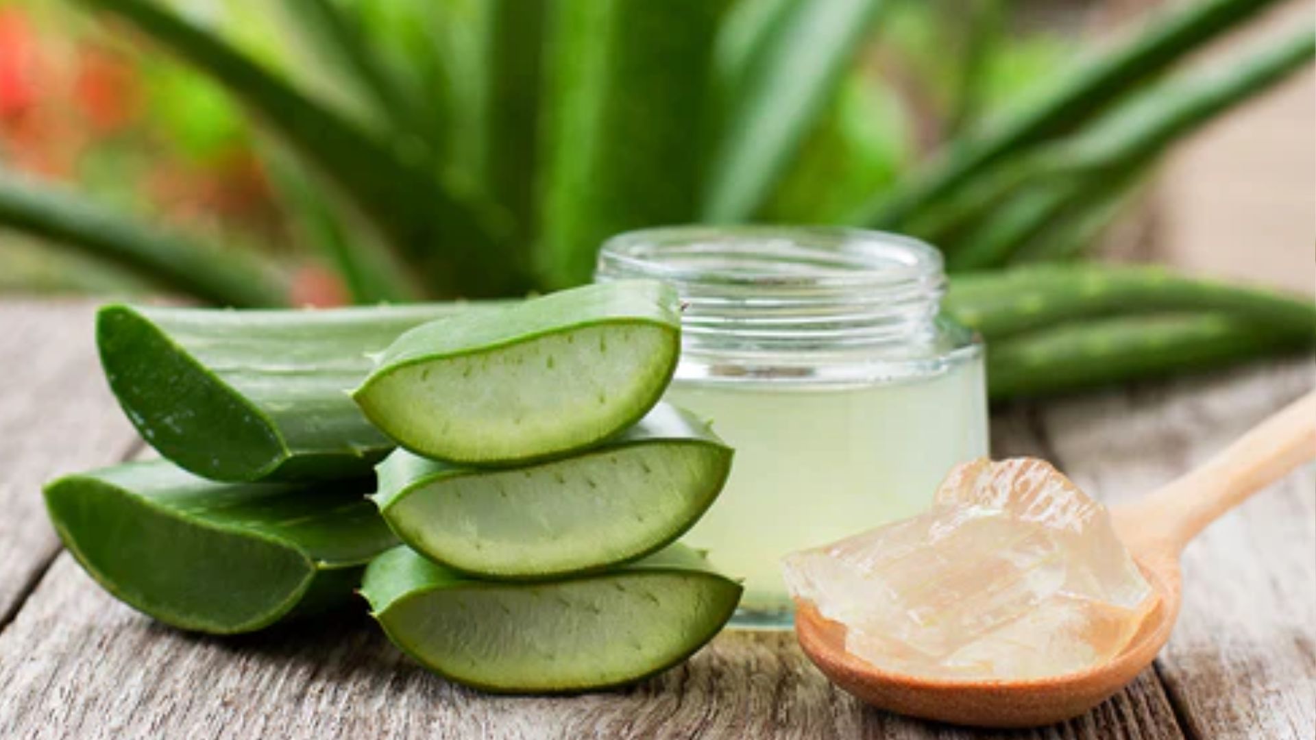 కలబందతో ఎన్నో ప్రయోజనాలు