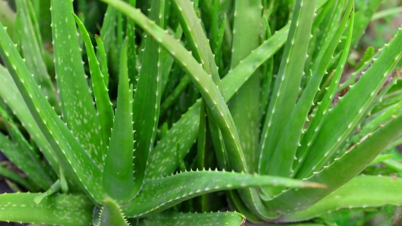 Aloe Vera Benefits: వర్షాకాలంలో కలబంద వల్ల ఎన్ని ప్రయోజనాలో.. మీకు తెలుసా?