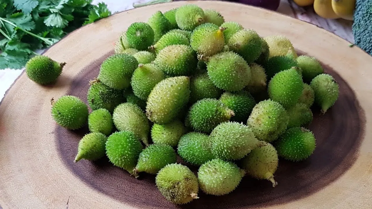 బోడ కాకరకాయ తింటే లాభాలివే..!