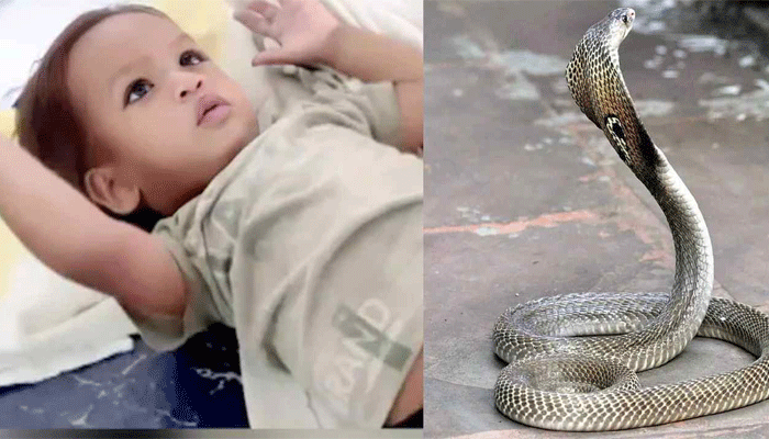Cobra snake: నాగుపామునే కొరికి చంపిన ఏడాది బాలుడు.. ఆ తర్వాత ఏమి జరిగిందంటే?